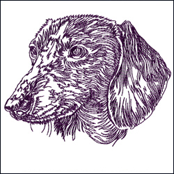 Dachshund