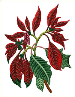 Poinsettia Euphorbia Pulcherrima