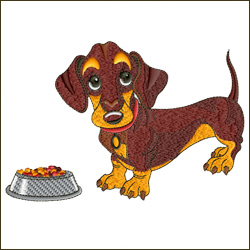 Puppy Dachshund