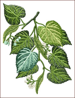 Tilia Americana