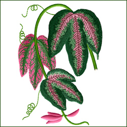 Tri-Colored Passion Vine