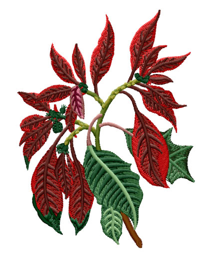 Poinsettia Euphorbia Pulcherrima