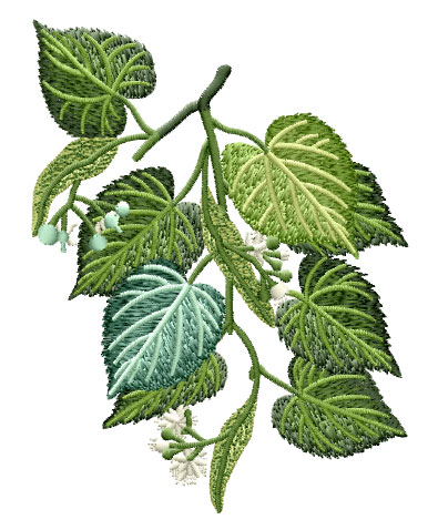 Tilia Americana