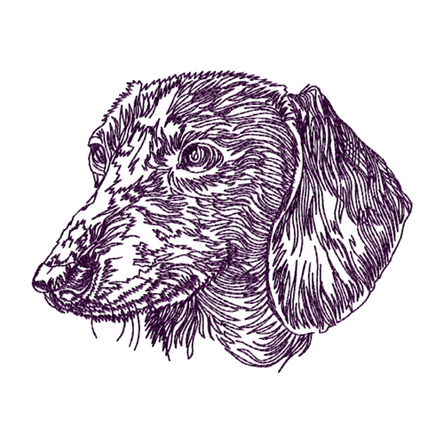 Dachshund