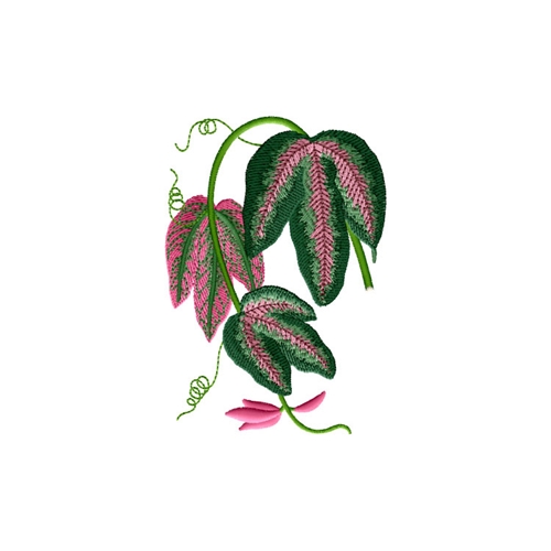 Tri-Colored Passion Vine